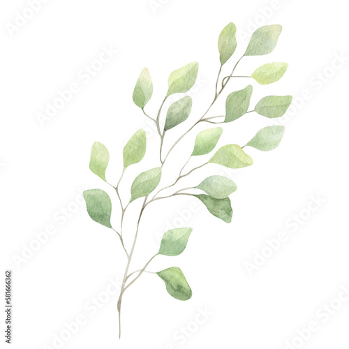 Abstract green branch with leaves. Greenery leaf. Hand-drawn illustration. For wedding invitations, postcard design and stationery.