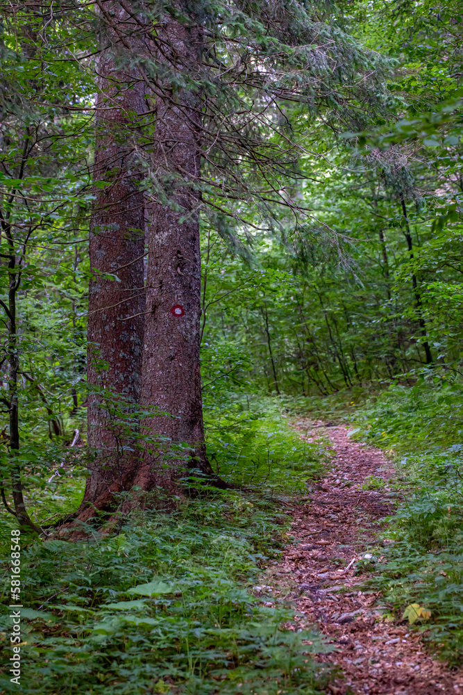 Fototapeta premium Mountain path in high mountains 