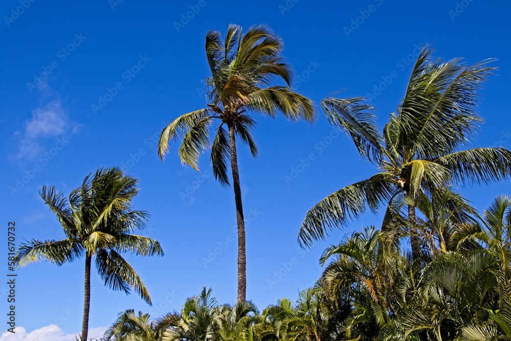 Obraz premium Palm trees blow in the Hawaiian breeze at Ka'anapali Beach, located on the western side of the island of Maui. This area has a beautiful beach and is lined by many resorts