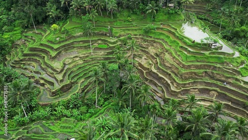 The stunning Tegalalang Rice Terrace, part of the Cultural Landscape of Bali Province UNESCO World Heritage Site, comprises cascading emerald-green fields worked by local rice farmers. photo