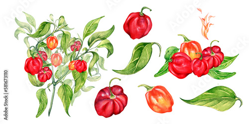 Set of habanero hot pepper bush watercolor illustration isolated on white background.
