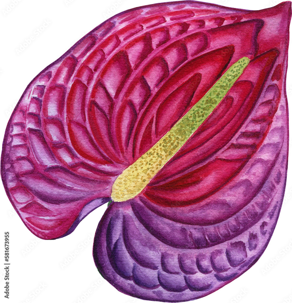 Obraz premium Anthurium flower watercolor illustration. Hand drawn bud of a tropical plant in magenta color. Botanical realistic drawing for any design. 
