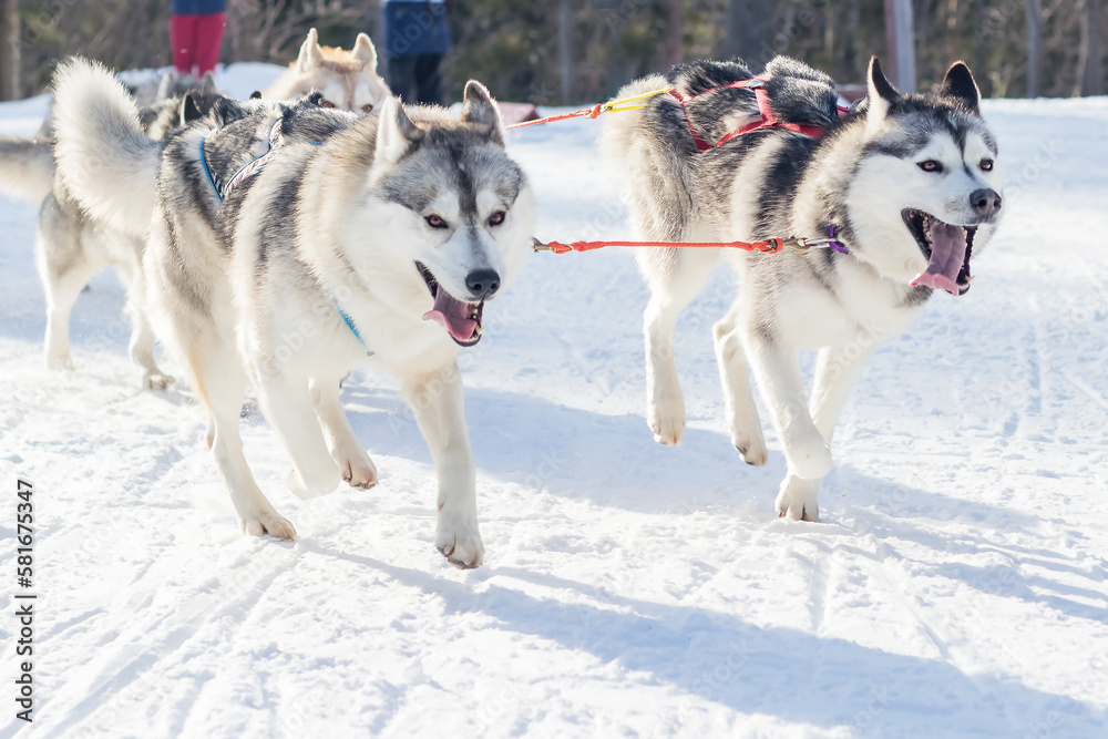 Sled dogs Siberian Huskies run on a snowy winter crust in a flattering area. Sled dogs Siberian Huskies run on a snowy winter crust in a flattering area.