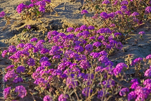 Although it may seem counterintuitive to head to the desert to look for flowers, parts of Anza Borrego Desert State Park had beautiful patches of wildflowers amid the harsh Colorado Desert landscape