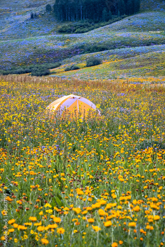 Camping tent in the middle of rocky mountain wildflower meadow, near Crested Butte, Colorado. photo