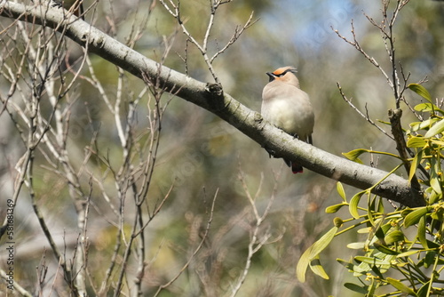 japanese waxwing and mistletoe