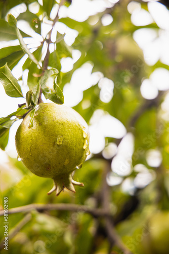 unripe green pomegranate