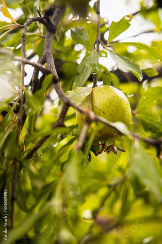 unripe green pomegranate