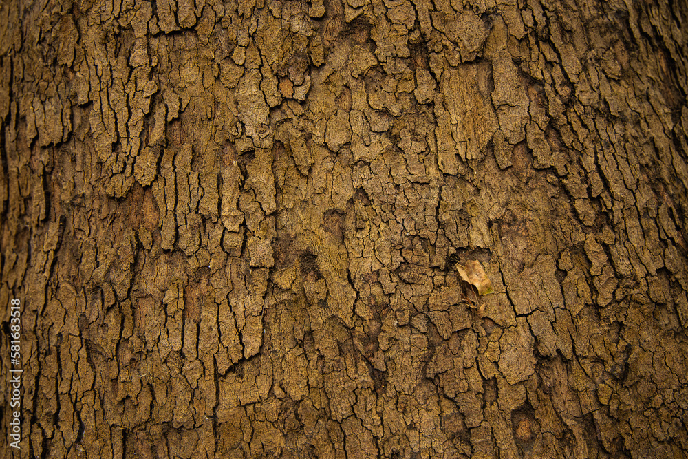 tree bark close-up, platanus acerifolia tree bark close-up, platanus acerifolia
