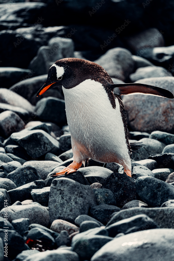 Fototapeta premium Gentoo Penguin In Antarctica Walking Along Rocky Beach