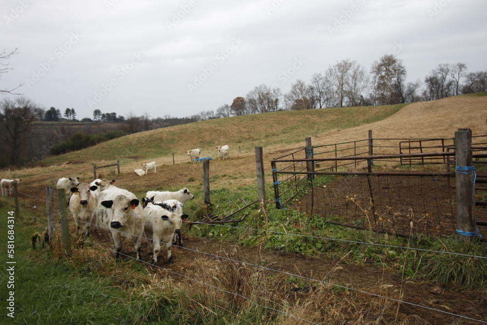 Obraz premium cows in the field