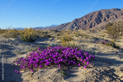 Although it may seem counterintuitive to head to the desert to look for flowers, parts of Anza Borrego Desert State Park had beautiful patches of wildflowers amid the harsh Colorado Desert landscape