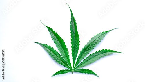 Fototapeta Naklejka Na Ścianę i Meble -  Green leaf of narcotic marijuana isolated on white background closeup