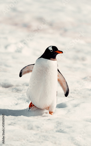 Cute Frontal of Gentoo Penguin Waddling In Snow In Antarctica