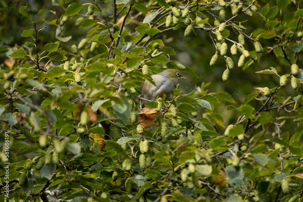 Waxeye (or silvereye) bird in silver beech tree in New Zealand. Waxeye (or silvereye) bird in silver beech tree in New Zealand.