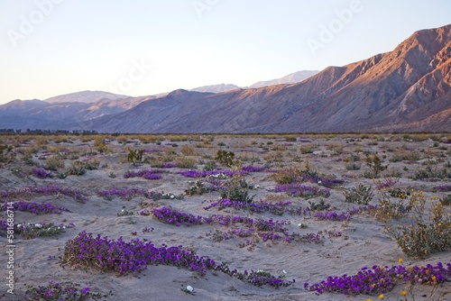 Although it may seem counterintuitive to head to the desert to look for flowers, parts of Anza Borrego Desert State Park had beautiful patches of wildflowers amid the harsh Colorado Desert landscape. photo