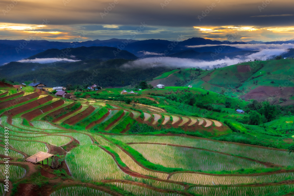 Fototapeta premium rice field