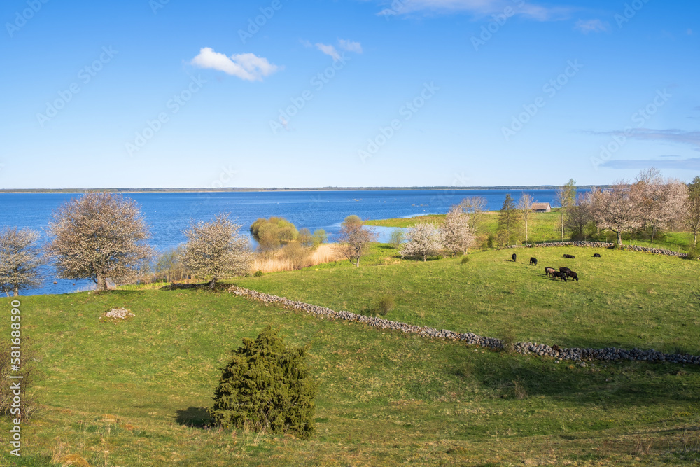 Beautiful cultural landscape view with cattle and a lake Beautiful cultural landscape view with cattle and a lake