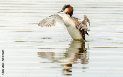  Haubentaucher (Podiceps cristatus) photo