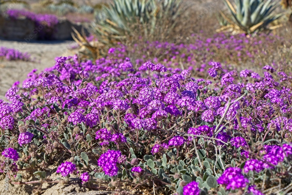 Although it may seem counterintuitive to head to the desert to look for flowers, parts of Anza Borrego Desert State Park had beautiful patches of wildflowers amid the harsh Colorado Desert landscape.