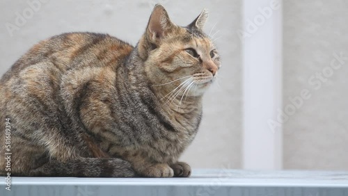 Wallpaper Mural 屋外に座る野良猫の表情 Torontodigital.ca