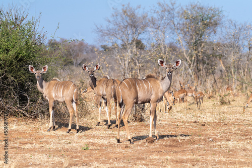 A greater kudu -Tragelaphus strepsiceros- is nervous and watchful in Chobe national park  Botswana.