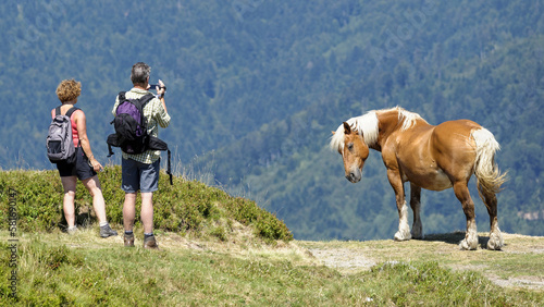 Touristes photographiant un cheval de trait