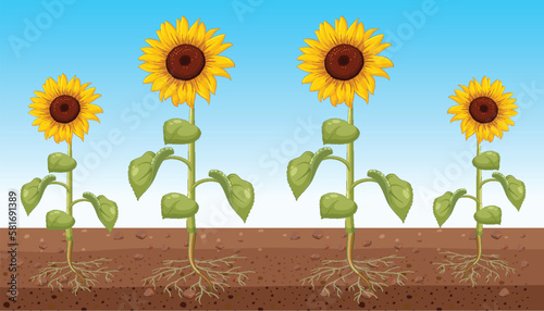 Sunflower showing root underground