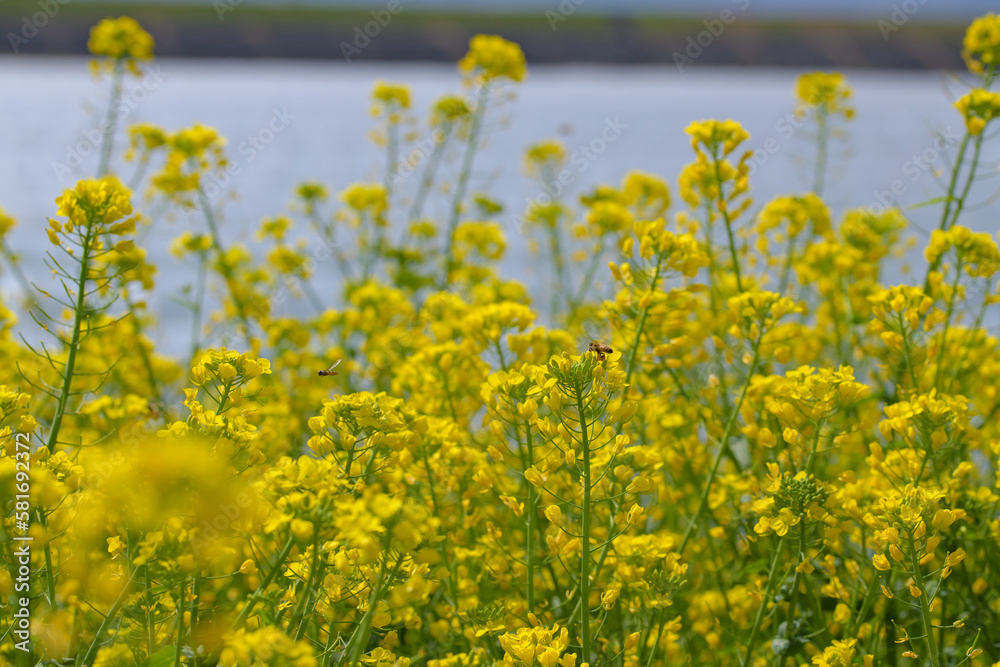 Obraz premium 菜の花