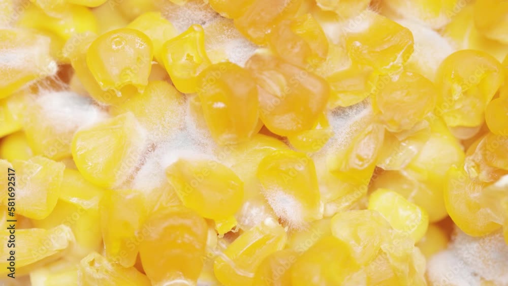 Spoiled canned corn with white mold and slime Stock Video Adobe Stock