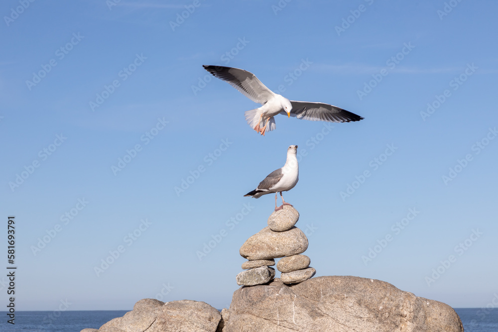 california seagull enjoys the sun at the pacific coast, California california seagull enjoys the sun at the pacific coast, California
