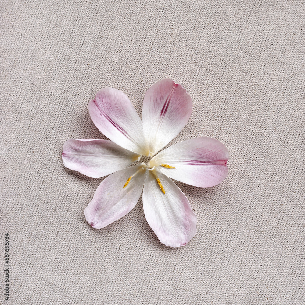 Flower petals on neutral beige linen textile texture background, subtle sophisticated natural aesthetic web site banner or blog design template, flat lay Flower petals on neutral beige linen textile texture background, subtle sophisticated natural aesthetic web site banner or blog design template, flat lay