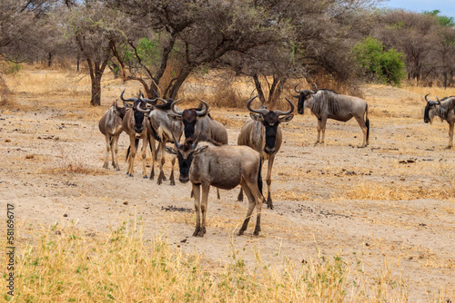 Herd of blue wildebeest  Connochaetes taurinus  in Tarangire National Park  Tanzania