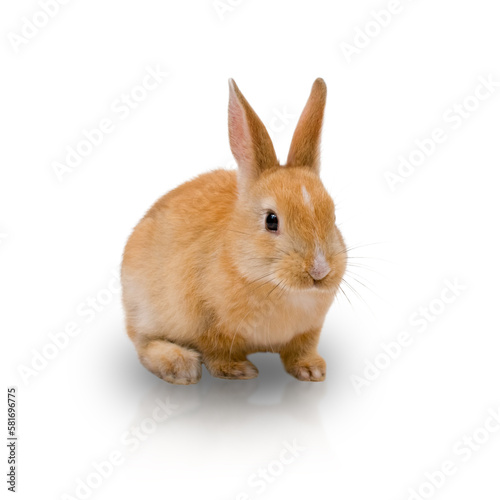 Red-haired rabbit isolated on white background. Cute brown rabbit is sitting.