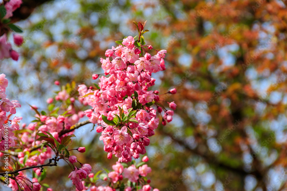 Pink blossoming cherry tree in garden at spring Pink blossoming cherry tree in garden at spring
