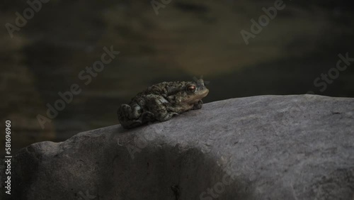 Toad Resting on a Rock with Flowing River Background photo