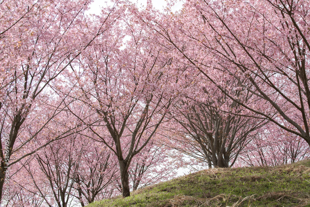 桜