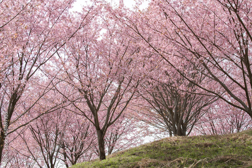 桜