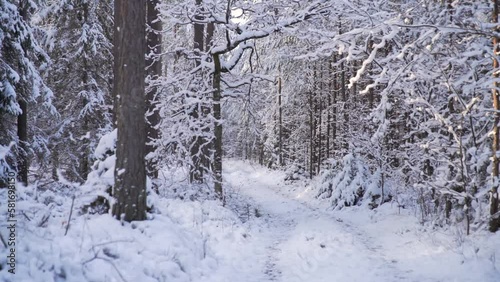 Wallpaper Mural hiking in the winter. snowy path in the winter forest. concept of wintertime adventures Torontodigital.ca