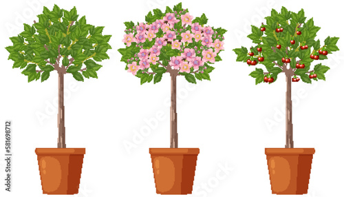 Stages of Cherry Tree Growth Vector