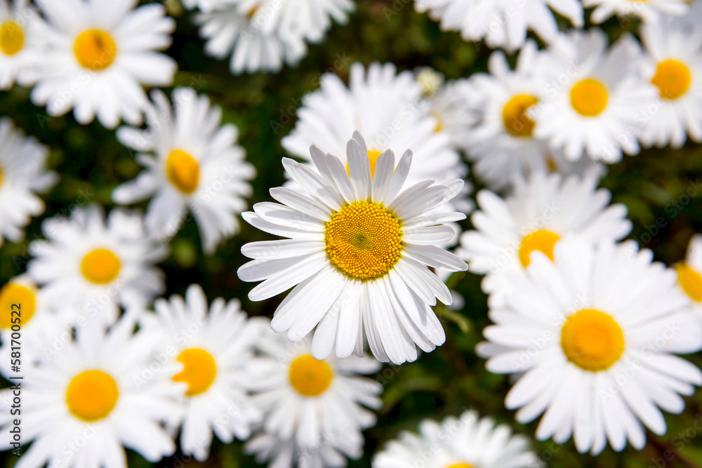 flower,꽃, 식물, 들국화, 근접 flower,꽃, 식물, 들국화, 근접