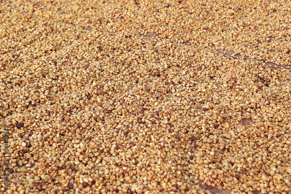 Close up of coffee beans drying in the sun Close up of coffee beans drying in the sun