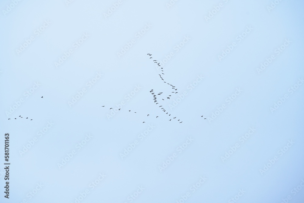 a flock of birds isolated on the sky a flock of birds isolated on the sky