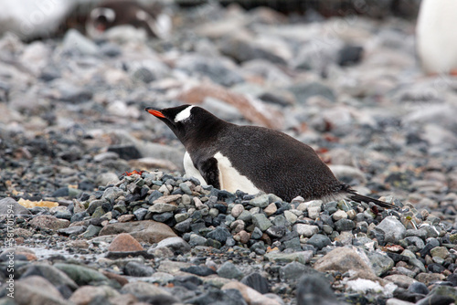 A gentoo penguin (Pygoscelis papua) sits on her nest in the thin sunshine, keeping the eggs warm and waiting in a solitary vigil for the return of her mate to take his turn on the nest.