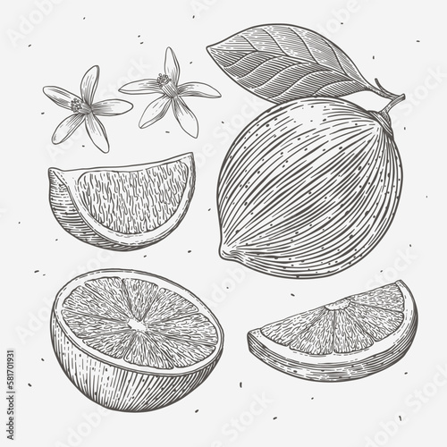 Drawn lime flowers and fruits in engraving style. Citrus fruits, sliced and whole. Design element for markets, shops, cafes, restaurants and packaging. Vintage botanical illustration.