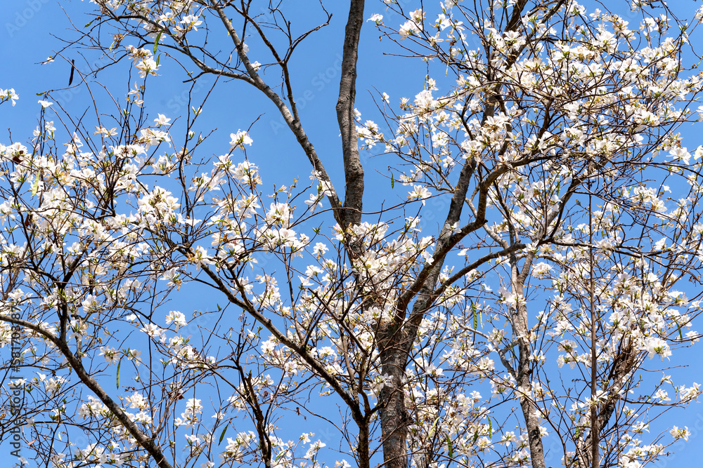 Bauhinia variegata against the blue sky in Da Lat town, Vietnam Bauhinia variegata against the blue sky in Da Lat town, Vietnam