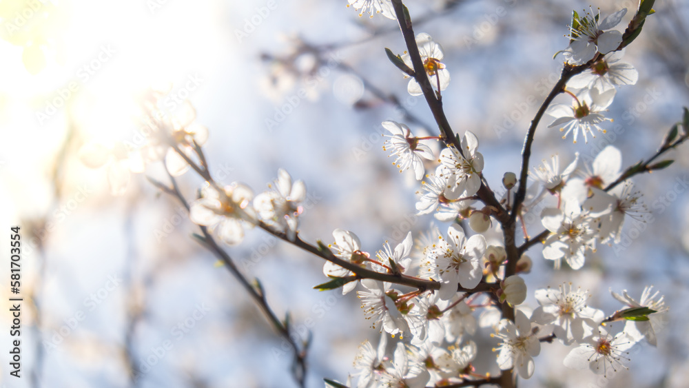 White flowers of cherry blossom on cherry tree close up. Blossoming of white petals of cherry flower. Nature. Bright floral scene with natural lighting. Spring concept Wallpaper background for