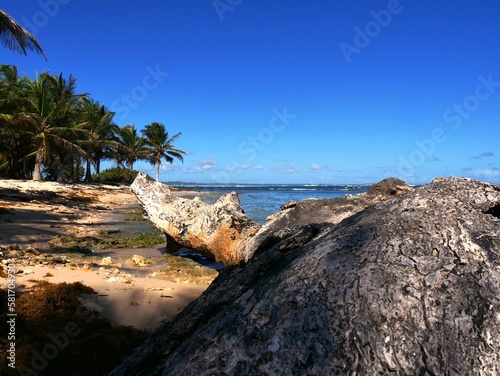 Arbre mort échoué sur la plage de Morel près de la ville du Moule sur Grande-Terre en Guadeloupe aux Antilles françaises