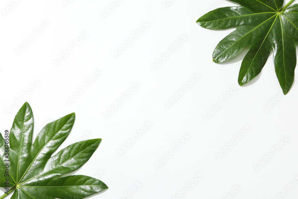 Fototapeta premium Concept of summertime, leaves, summer and nature concept