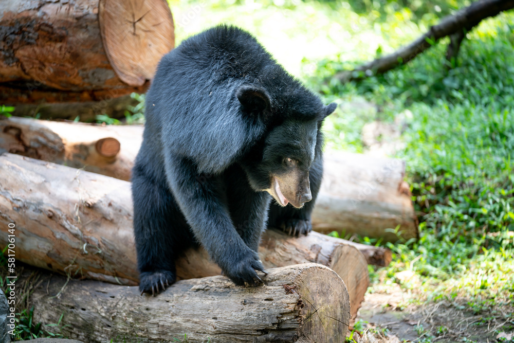 Black fur bear in the zoo Ho Chi Minh city, Vietnam Black fur bear in the zoo Ho Chi Minh city, Vietnam